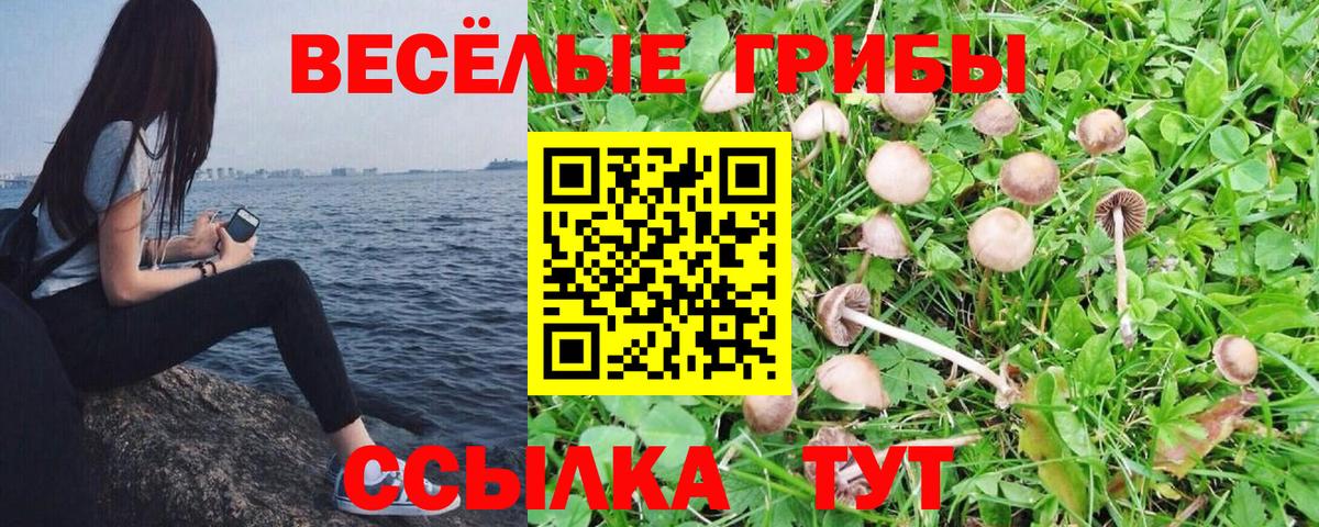 Гулькевичи  Псилоцибиновые грибы мицелий  Вход с VPN 
